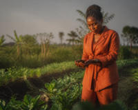 Entrepreneure africaine inspectant sa production d'agriculture biologique en Afrique lors du coucher du soleil.